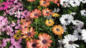 Marguerites : description, variétés vivaces et bisannuelles, croissance à partir de graines, reproduction et soins (50 Photos & Vidéos) + Avis