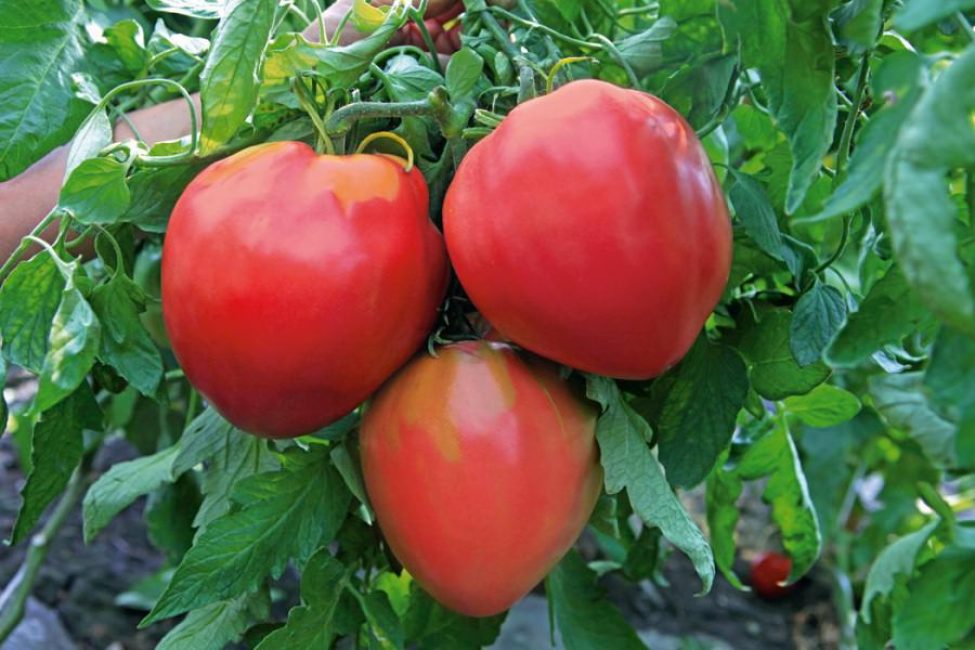 Les tomates cœur de bœuf ne mûrissent pas toujours complètement sur la plante