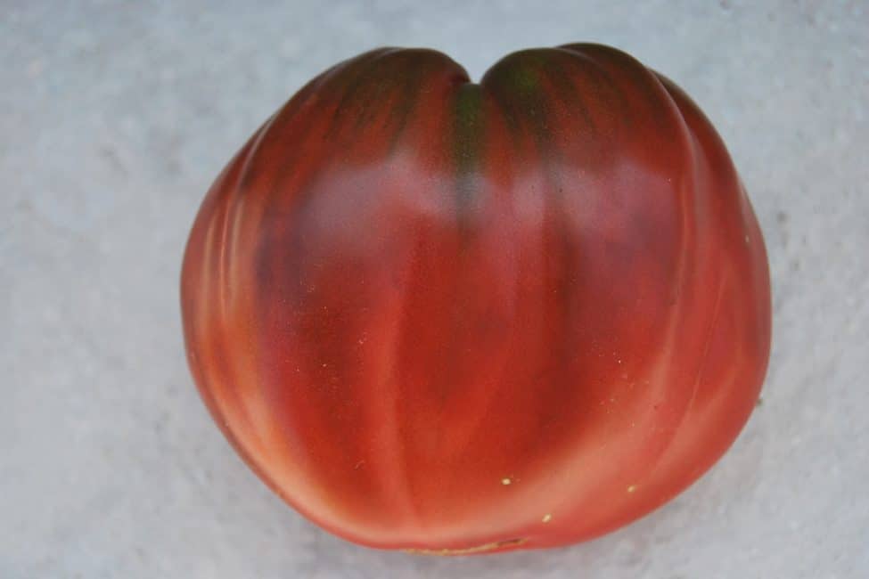 Tomate cœur noir de Brad