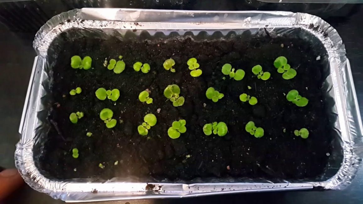 Les premières pousses de plants d'alto