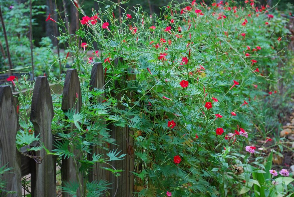 Kvamoklit penné à la mi-août - le moment de la floraison maximale