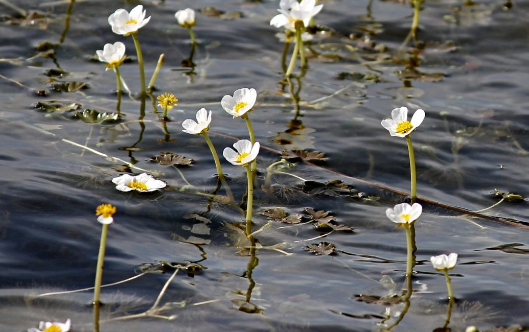 Eau, marais ou Ranunculus aquatilis