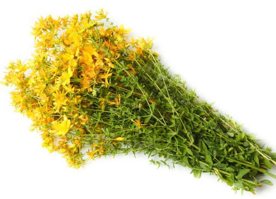 Le zlatnik séché conserve ses pouvoirs curatifs et magiques jusqu'à 3 ans