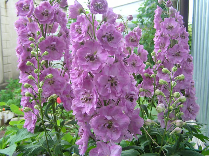 Astolate de delphinium