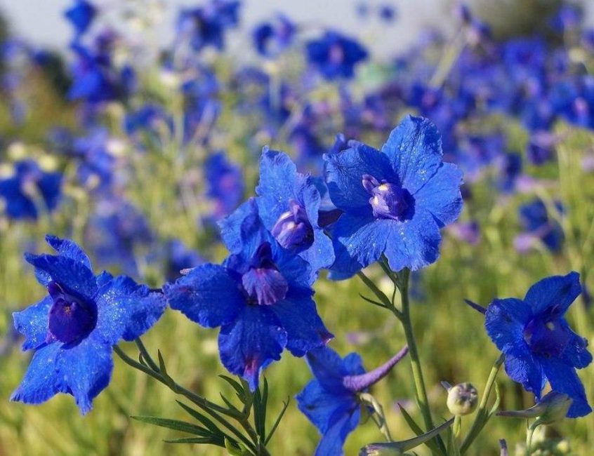 Delphinium Blauer