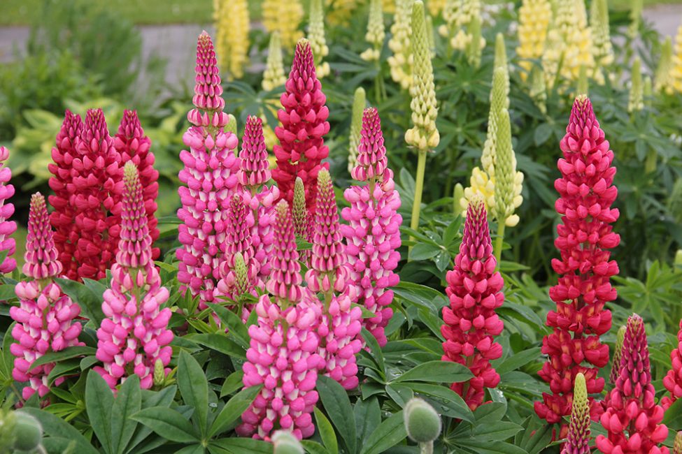 Lupin rose