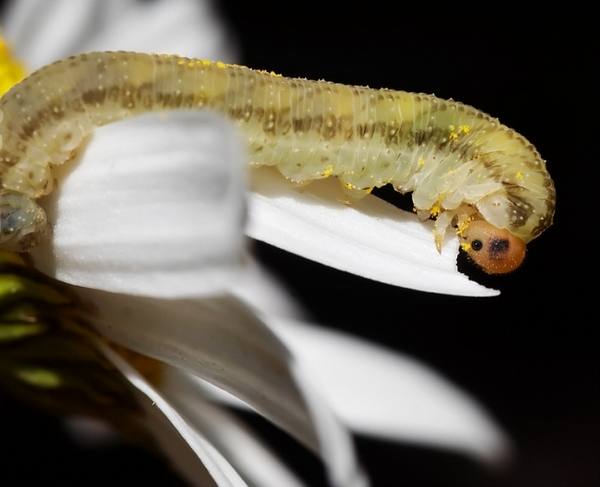 Tuer une marguerite en fleurs. chenille mange une plante