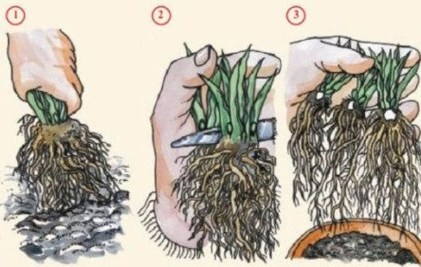 Diviser un buisson de marguerite