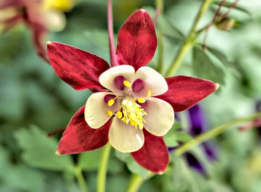 Bassin versant fleuri