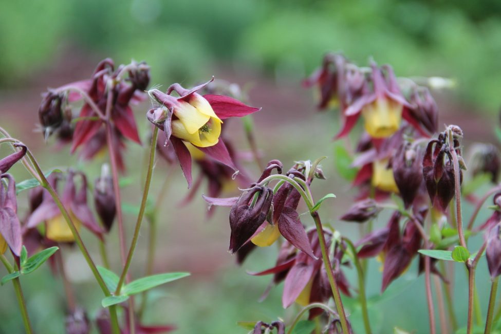 Aquilegia oxysepala (sépale pointu)