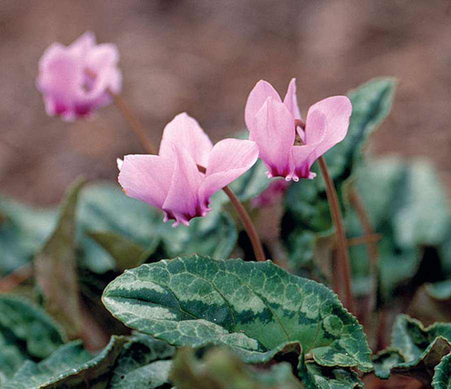 Cyclamen - bulbe violet: description, culture à partir de graines à la maison, entretien des plantes, reproduction et transplantation (75+ Photos & Vidéos) + Avis
