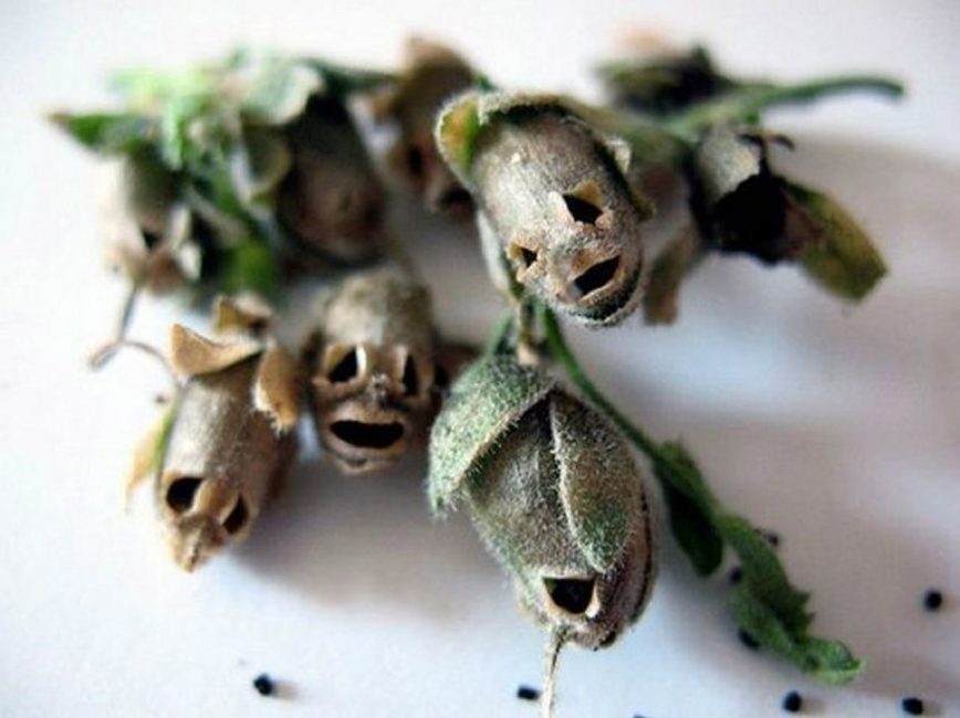 Akènes de Muflier (Antirrhinum)