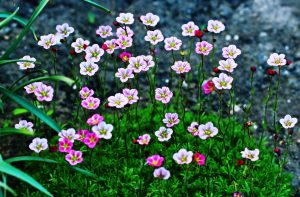 Saxifrage: description, types et variétés, reproduction, culture à partir de graines, plantation en pleine terre, soins (110+ Photos & Vidéos) + Avis