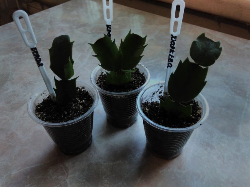 Enracinement des boutures