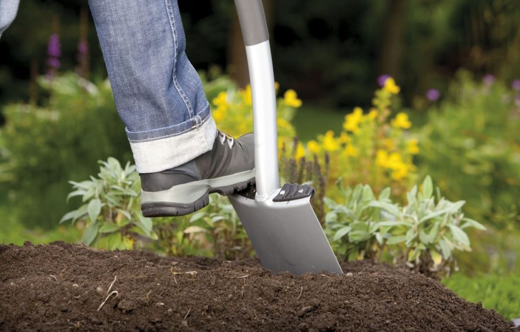 Planter un arbuste weigela