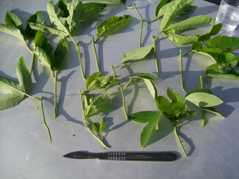 Boutures de Passiflore.