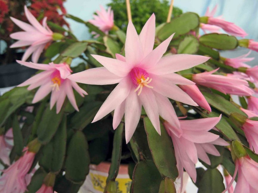 Schlumbergera Gaertner (Schlumbergera gaertneri)
