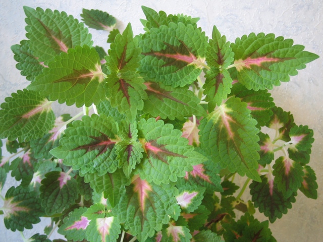 Coleus parfumé (coleus lour)