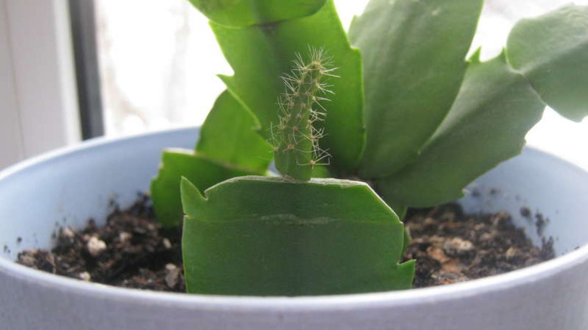 Greffe de Schlumbergera sur des cactus