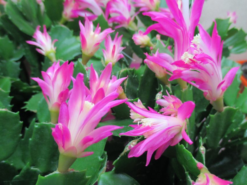 Schlumbergera Orchidaceae