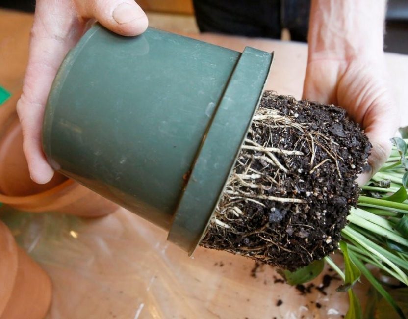 Repiquage et examen des racines