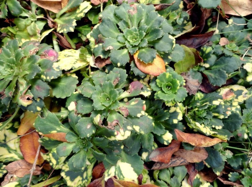 Plante nécessitant des soins (saxifrage)