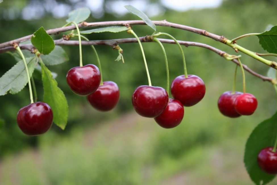 Cerise Ordinaire Lubska