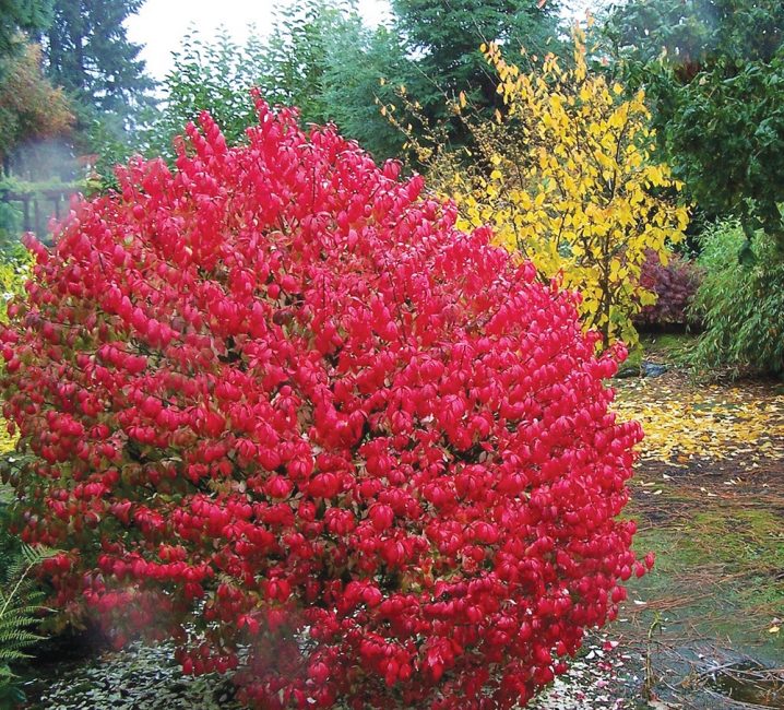 Ailé ou Euonymus alatus