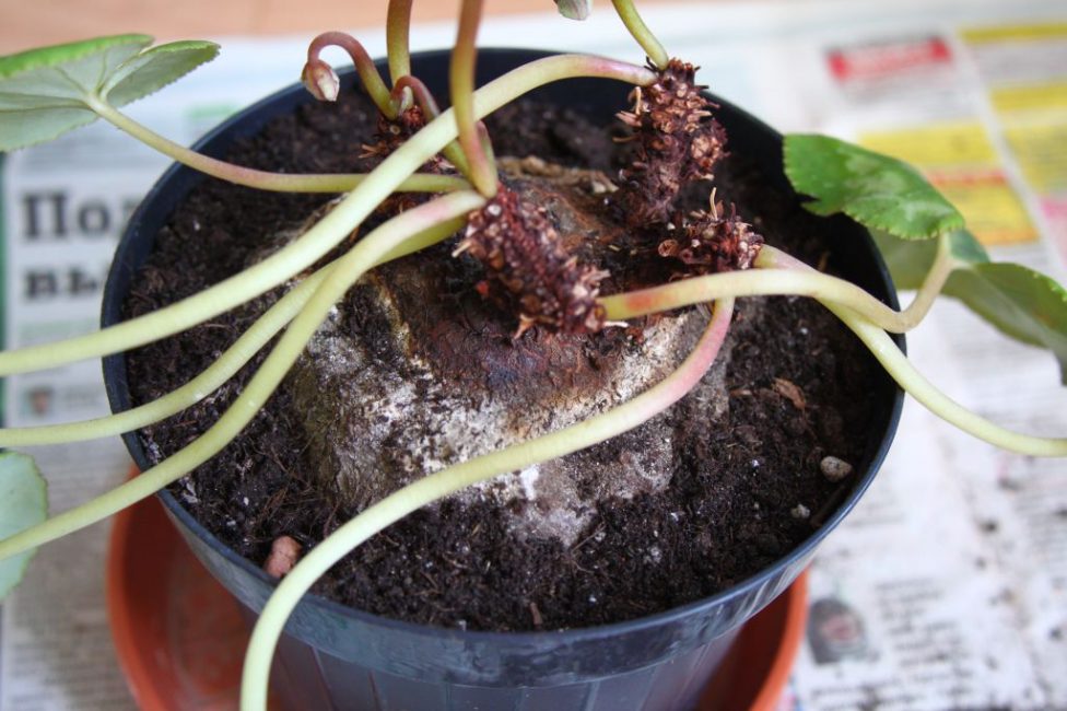 Cyclamen aux nombreuses fleurs