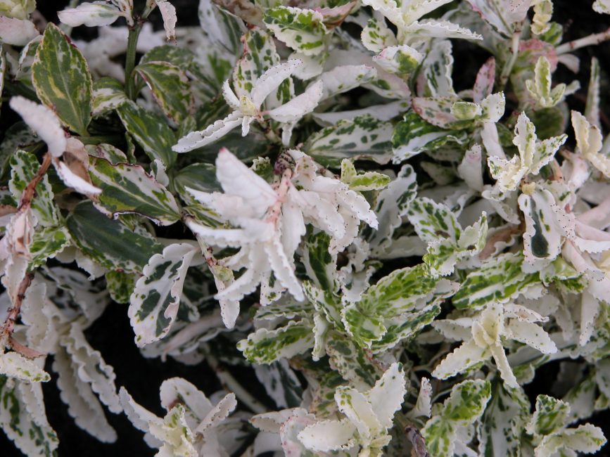 Euonymus fortunei Arlequin (Euonymus fortunei Arlequin)