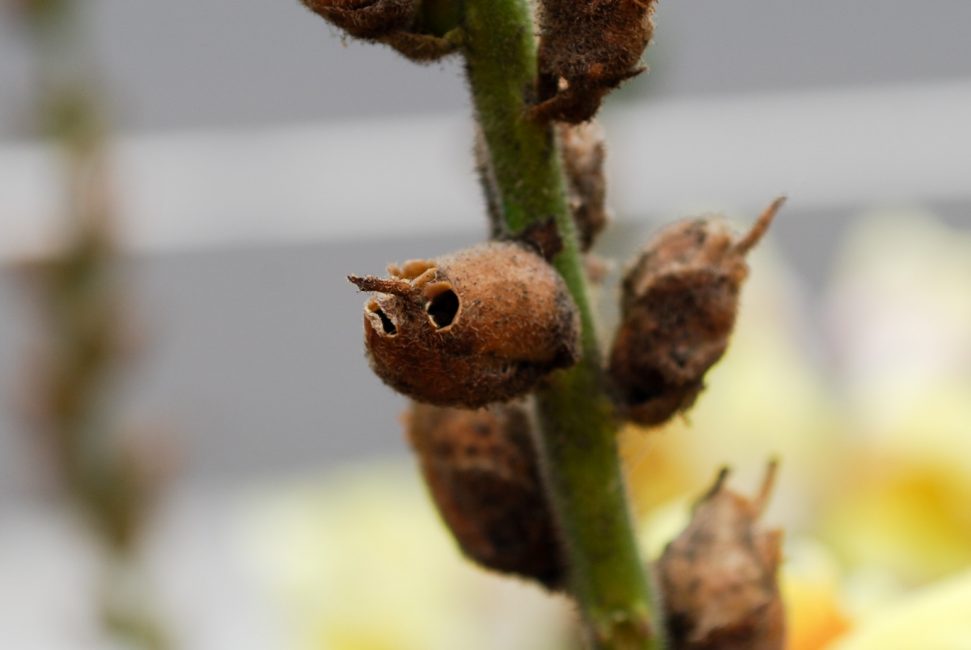 La gousse ressemble beaucoup à un crâne humain