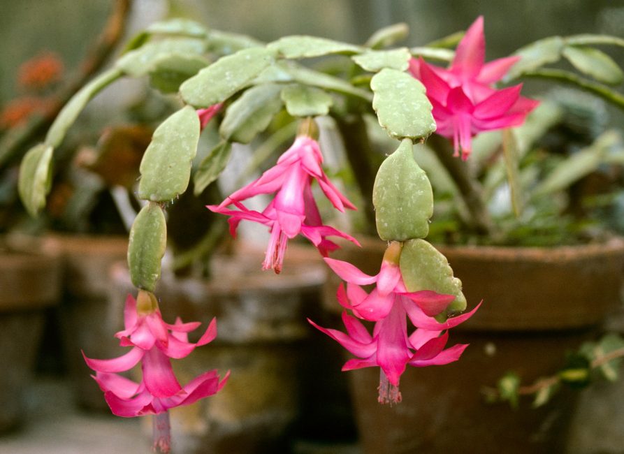 Buckleys (Schlumbergera bucklei)