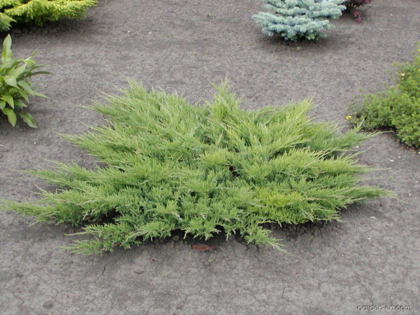 Lamelles de genévrier