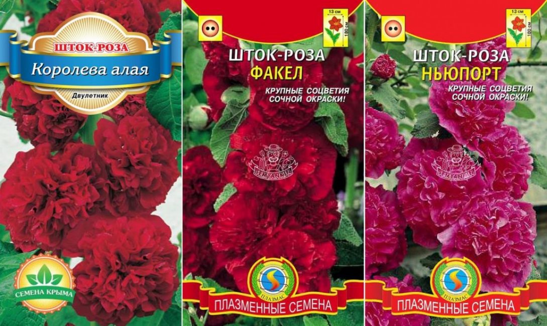 Graines de rose achetées en magasin