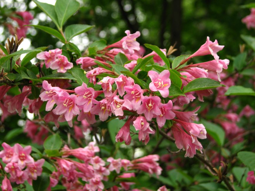 Weigela Floride (floraison)