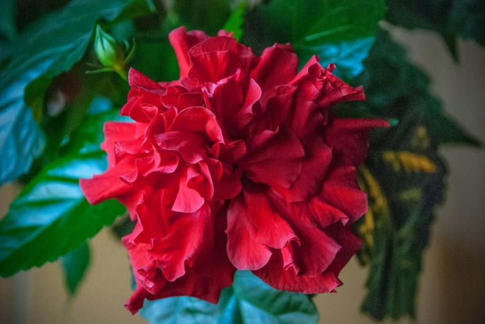 Hibiscus Rose de Chine