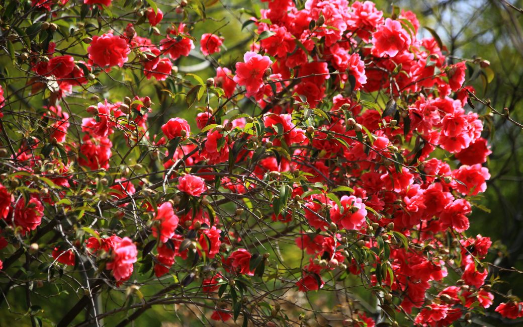 Camélia. vivace résistante à l'hiver