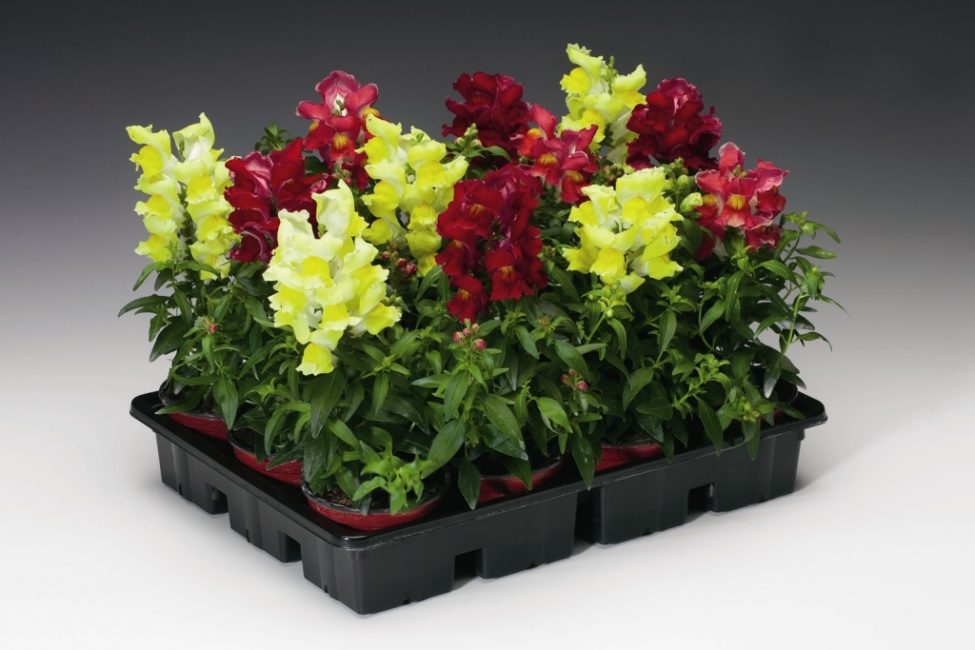 Les buissons pyramidaux ne dépassent pas 50 cm de hauteur