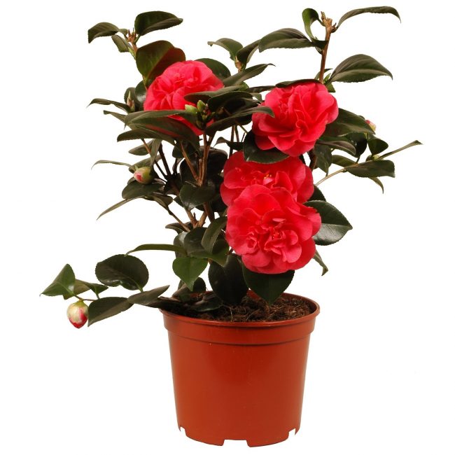 camélia en pot