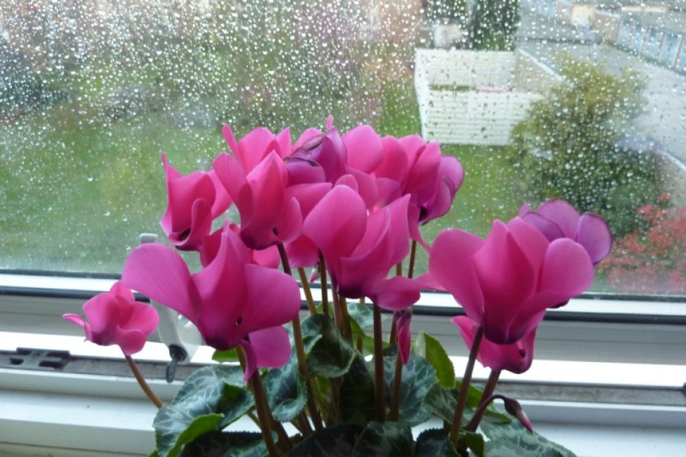Cyclamen sur le rebord de la fenêtre