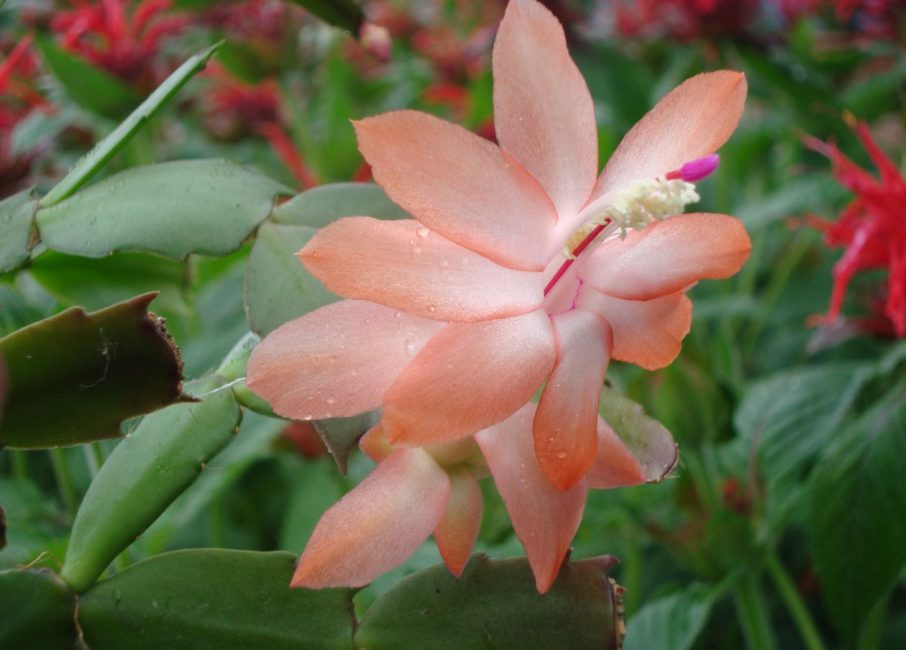 Connaissant les erreurs qui peuvent être commises lors de l'entretien du décembriste, vous pouvez les éviter et faire pousser une plante magnifiquement fleurie.