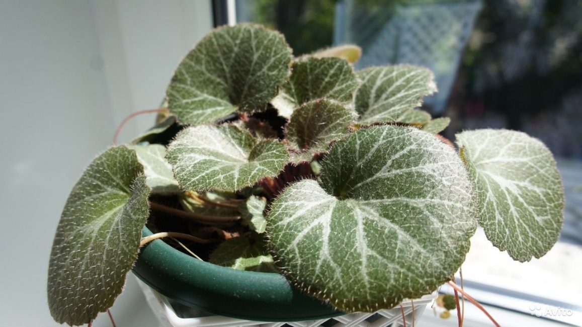 Saxifrage domestique