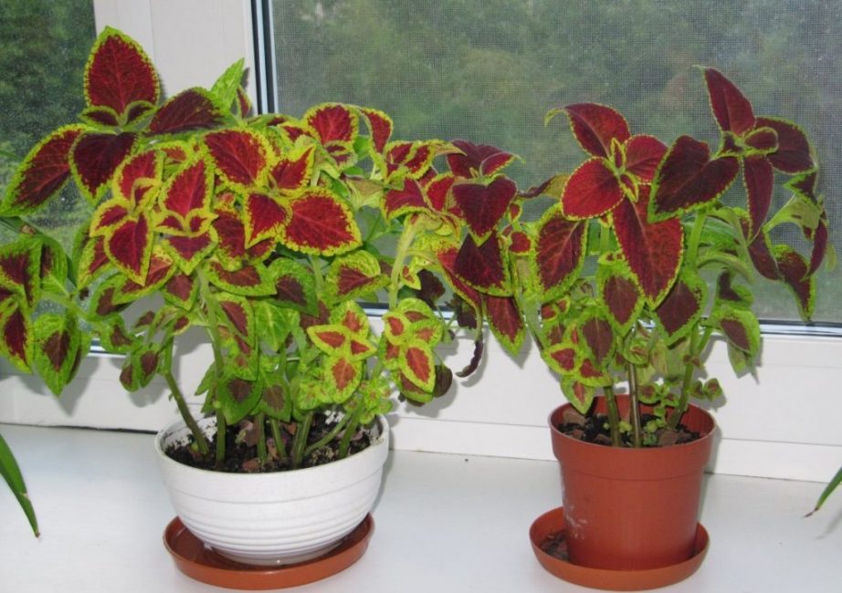Pots Coleus avec palettes