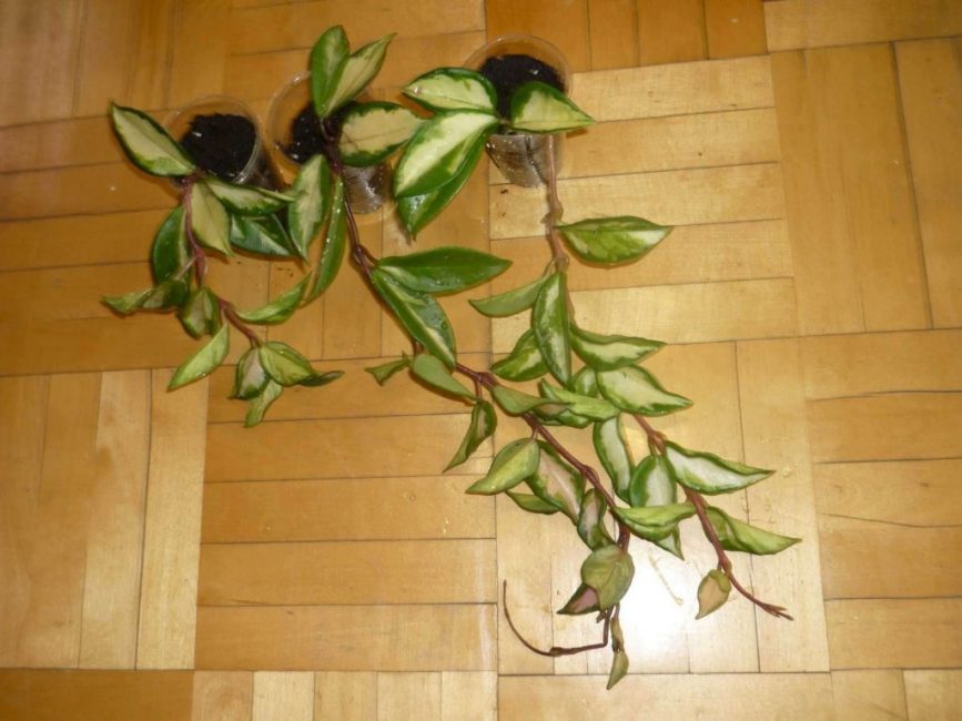 Euonymus Indoor