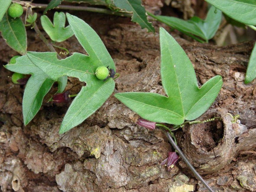 Feuille de passiflore trilobée