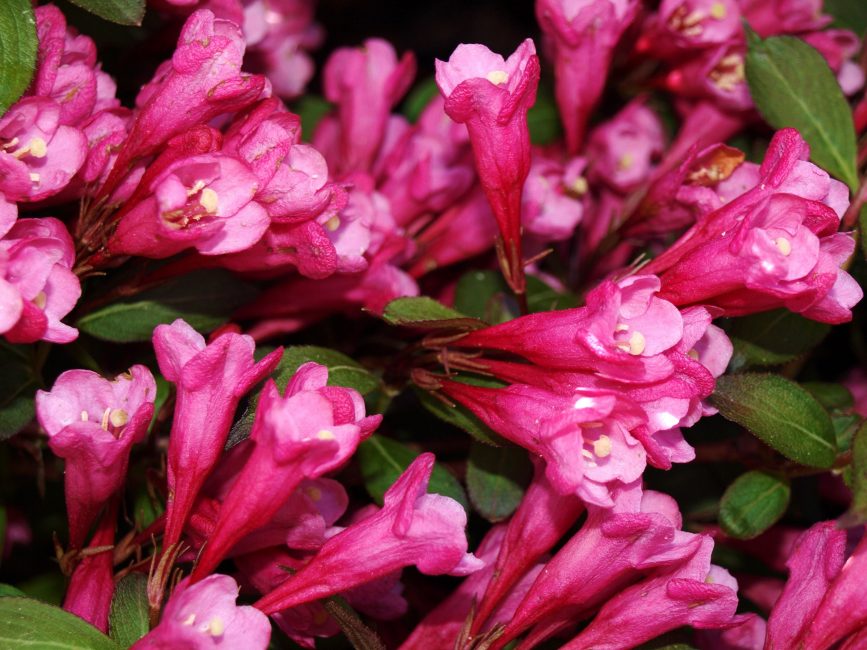 Victoria (weigela victoria)