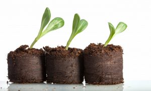 Comprimés de tourbe : comment l