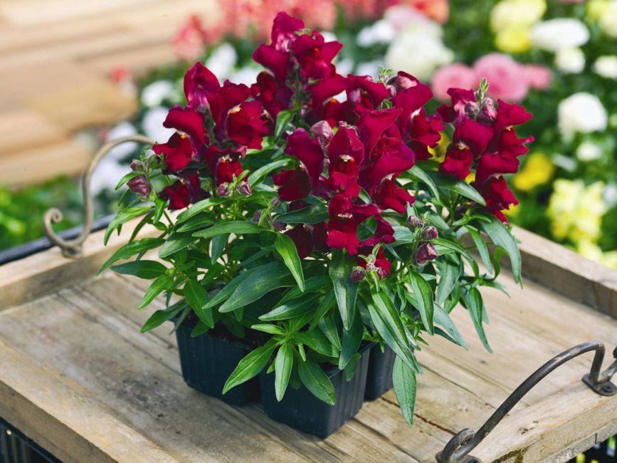 Variétés miniatures de muflier