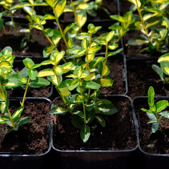 Euonymus Variegatus de Fortune