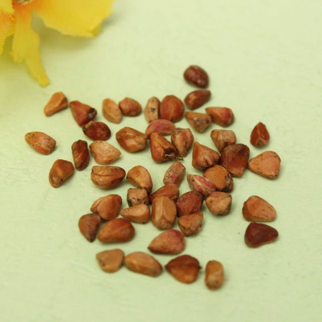 Graines de rose chinoise